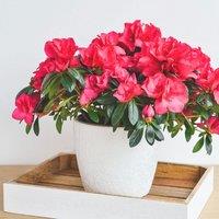 Thompson & Morgan 1 x Azalea Dwarf Red 9cm Pot, Green