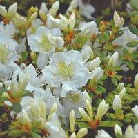Thompson & Morgan 1 x Azalea Dwarf White 9cm Pot, Green