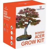 Thompson & Morgan 1 x Bonsai Acer Growing Kit, Green