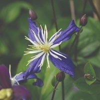 Thompson & Morgan 1 x Clematis Aromatica 7cm Pot, Green