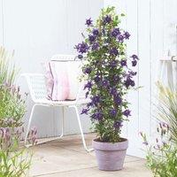 Thompson & Morgan 1 x Clematis Florida Kokonoe 9cm Pot, Green