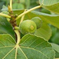 Thompson & Morgan 1 x Fig (Ficus) Carica (Green Fig) 9cm Pot, Green
