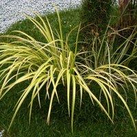 Thompson & Morgan 2 x Grass Acorus Gramineus Ogon 9cm Pot, Green