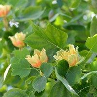 Thompson & Morgan 1 x Liriodendron (Tulip Tree) tulipifera 9cm Pot, Green