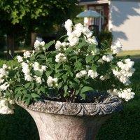 Thompson & Morgan 1 x Philadelphus Little White Love 9cm Pot, Green