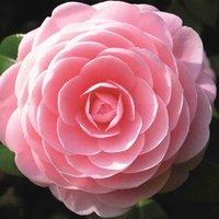 Thompson & Morgan 3 x Camelia Collection (Pink, Yellow, Red), Green