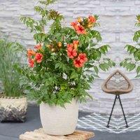 Thompson & Morgan 1 x Campsis Trumpet Fire - 2 Litre Pot, Green