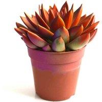 Thompson & Morgan 1 x Echeveria Chameleon 12cm Pot, Green