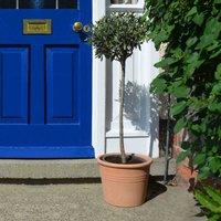 Thompson & Morgan 1 x Olive Tree Large Standard 90-110Cm 4-6 Litre Pot, Green