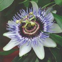 Thompson & Morgan 1 x Passiflora Caerulea 9cm Pot, Green