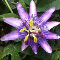 Thompson & Morgan 1 x Passiflora Lavender Lady 9cm Pot, Green