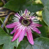Thompson & Morgan 1 x Passiflora Victoria 9cm Pot, Green