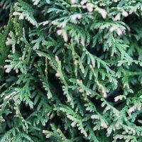 Thompson & Morgan 1 x Thuja Plicata Can Can 9cm Pot, Green