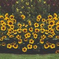 Thompson & Morgan 1 x Helianthus Sunbelievable (Brown Eyed Girl) 9cm Pot