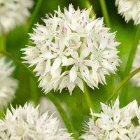 Thompson & Morgan 24 x Allium 'Graceful Beauty' bulbs