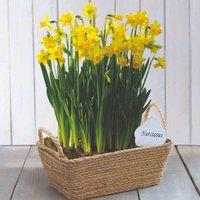 Thompson & Morgan 100 x Narcissus (Daffodil) Tete-a-Tete Bulbs