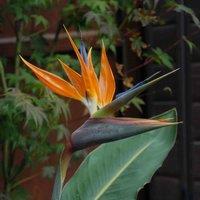Thompson & Morgan 1 x Strelitzia Bird Of Paradise 9cm Pot x 1 + 1 GREY POT