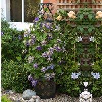 Thompson & Morgan 1 x Clematis Florida Taiga 9cm Pot