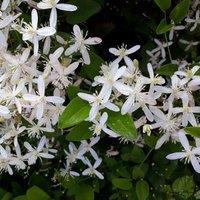 Thompson & Morgan 2 x Clematis Armandii 2 Litre