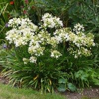 Thompson & Morgan 1 x Agapanthus Ever White 9cm Pot