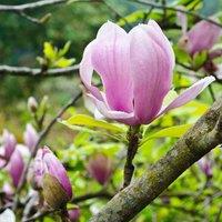 Thompson & Morgan 1 x Magnolia soulangeana 9cm Pot