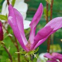 Thompson & Morgan 1 x Magnolia Susan 9cm Pot