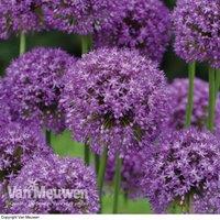 Thompson & Morgan 30 x Allium Purple Sensation Bulbs