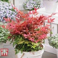 Thompson & Morgan 3 x Nandina Domestica Obsessed