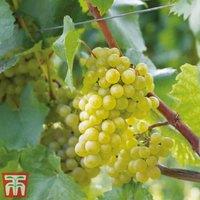 Thompson & Morgan 1 x Grape (vitis) Chardonnay 10.5cm Pot