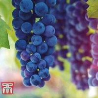 Thompson & Morgan 1 x Grape (vitis) Cabernet 10.5cm Pot