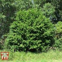 Thompson & Morgan 1 x Hedge Hazel (corylus Avellana) 3 Litre Pot