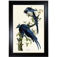 The Art Group John James Audubon - Columbia Jay 70x100cm Framed Art