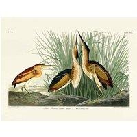 The Art Group John James Audubon (Least Bittern) 30x40cm Canvas