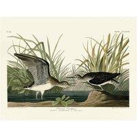The Art Group John James Audubon (Solitary Sandpiper) 30x40cm Canvas