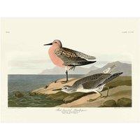 The Art Group John James Audubon (Red-breasted Sandpiper) 30x40cm Canvas