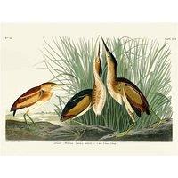 The Art Group John James Audubon (Least Bittern) 60x80cm Canvas