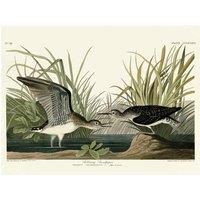 The Art Group John James Audubon (Solitary Sandpiper) 60x80cm Canvas