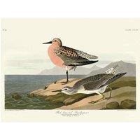 The Art Group John James Audubon (Red-breasted Sandpiper) 60x80cm Canvas