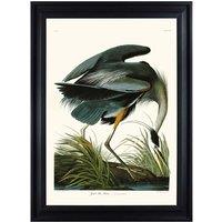 The Art Group John James Audubon (Great Blue Heron) 70x100cm Framed Art