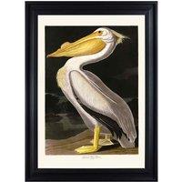 The Art Group John James Audubon (American White Pelican) 70x100cm Framed Art