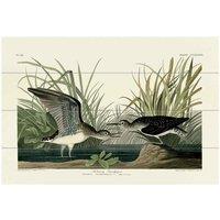 The Art Group John James Audubon (Solitary Sandpiper) Small Wood Plaque