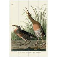 The Art Group John James Audubon (Salt Water Marsh Hen) Small Wood Plaque