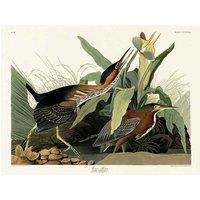 The Art Group John James Audubon (Green Heron) 30x40cm Canvas