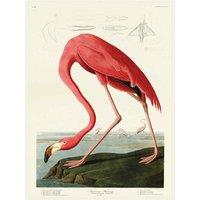 The Art Group John James Audubon (American Flamingo) 30x40cm Canvas
