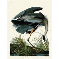 The Art Group John James Audubon (Great Blue Heron) 30x40cm Canvas