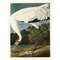 The Art Group John James Audubon (Hooping Crane) 30x40cm Canvas