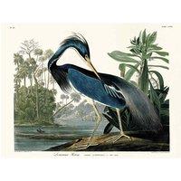The Art Group John James Audubon (Louisiana Heron) 30x40cm Canvas