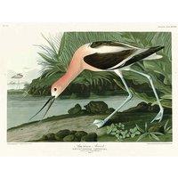 The Art Group John James Audubon (American Avocet) 30x40cm Canvas
