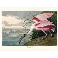 The Art Group John James Audubon (Roseate Spoonbill) 30x40cm Canvas