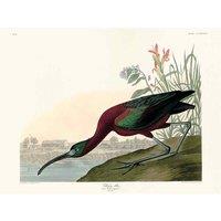 The Art Group John James Audubon (Glossy Ibis) 30x40cm Canvas